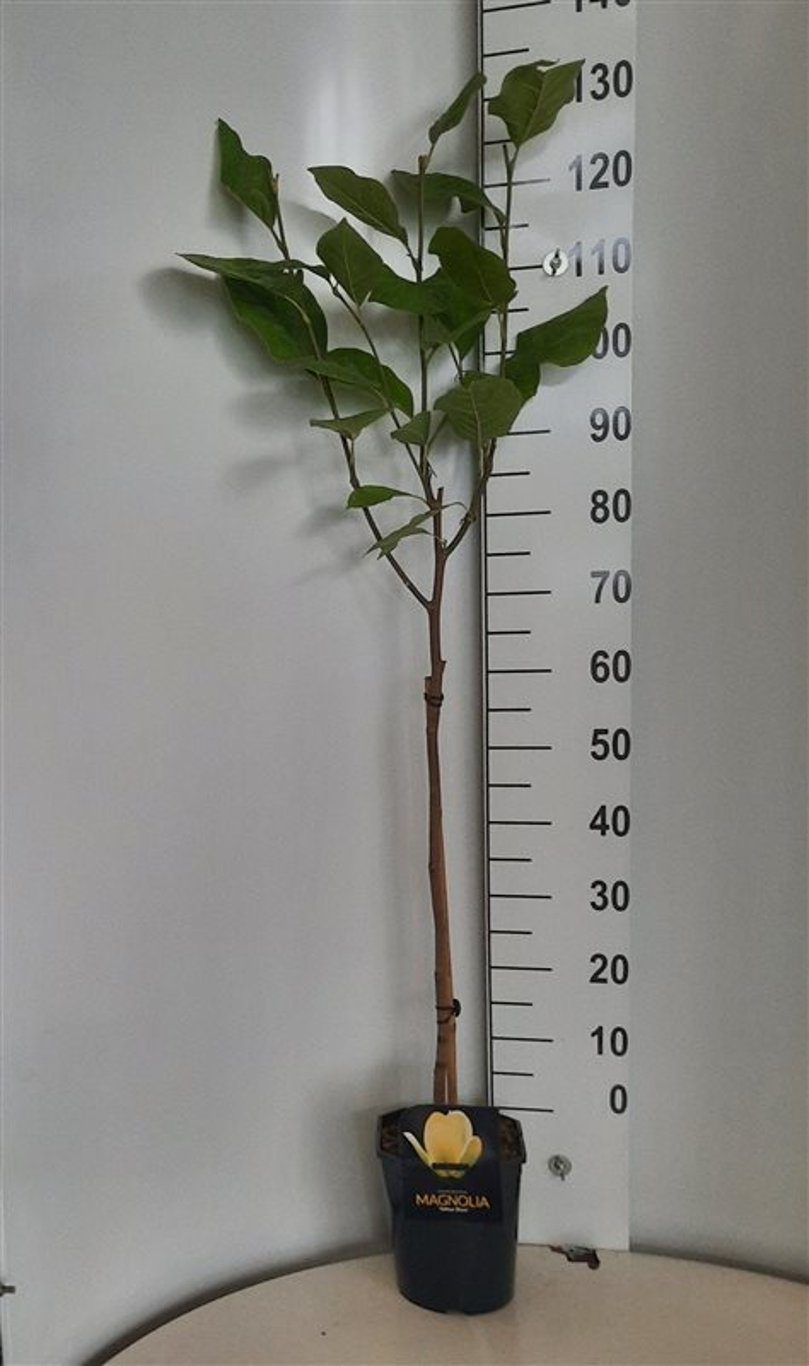 Magnolia 'Yellow River' - 60 CM Stem C5 - 2yr Crown